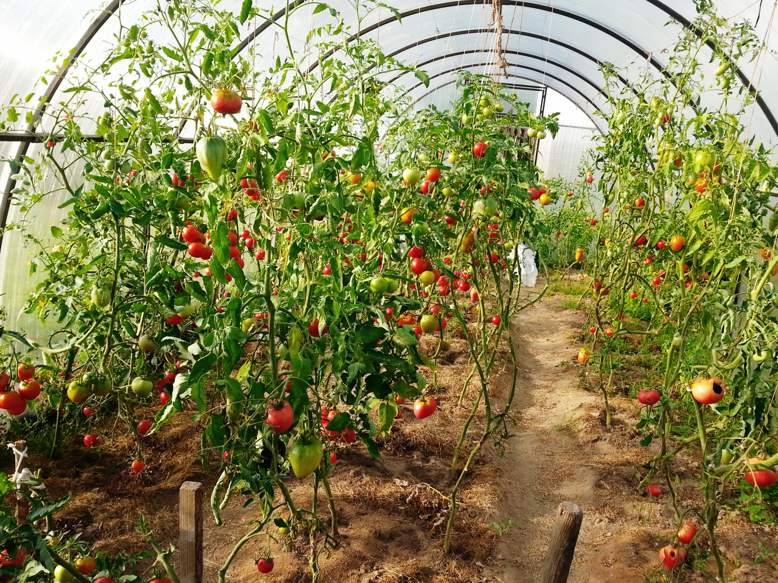 Przydomowa szklarnia - sposób na uprawę roślin w mieście